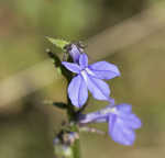 Southern lobelia